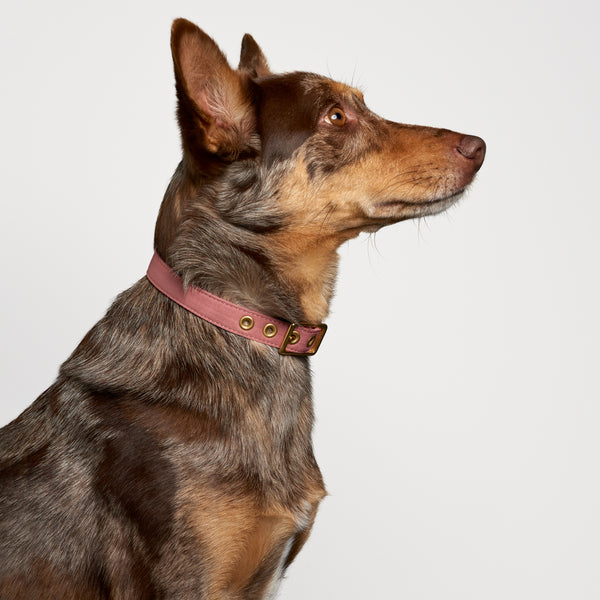 Brass All Weather Collar - Dusty Pink